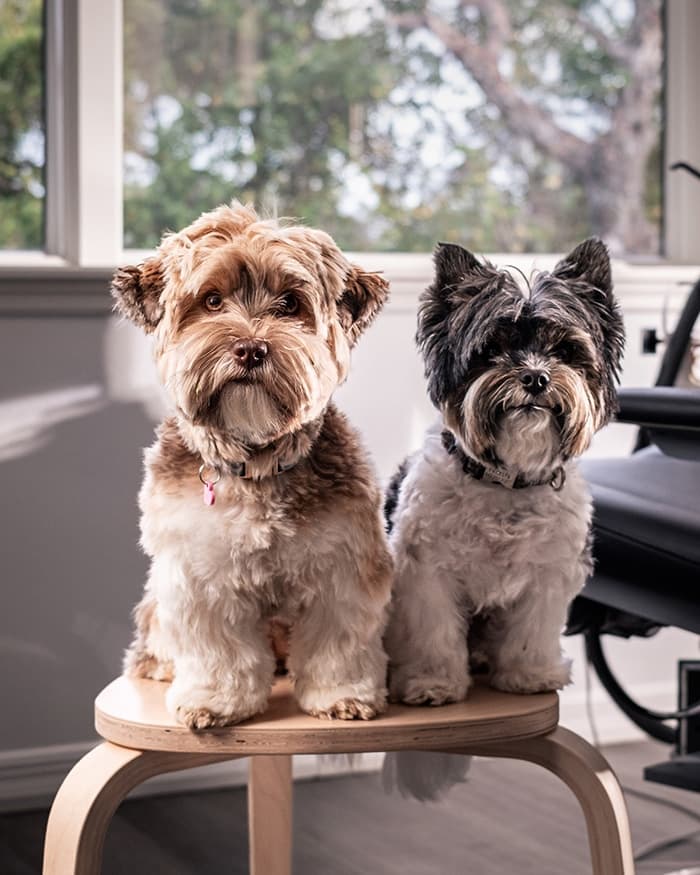Millie and Nash - The Dogtors